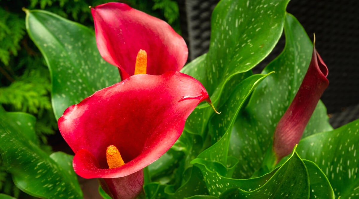 A close-up captures the intricate beauty of calla lilies, showcasing their red spathe and yellow spadix. The blossoms stand elegantly amidst lush green leaves adorned with delicate white spots.
