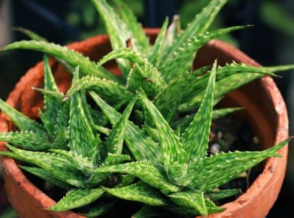 A close-up of several mini aloe vera plants thriving in a terracotta pot. The plump, translucent leaves are edged with tiny, serrated teeth, and the vibrant green color is accented by subtle stripes of paler green, showing aloe vera plant care