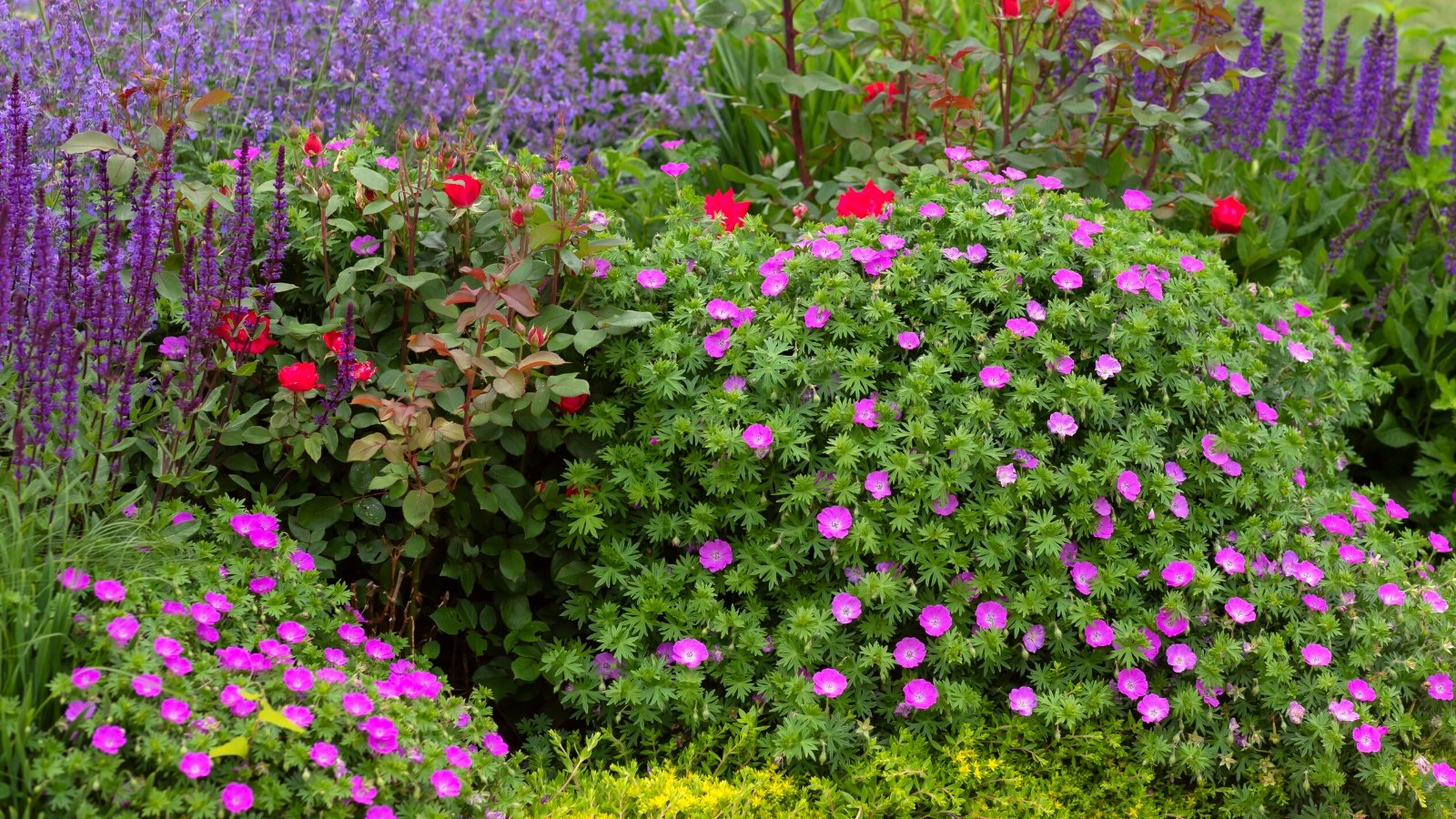15 Plants That Benefit from The Chelsea Chop