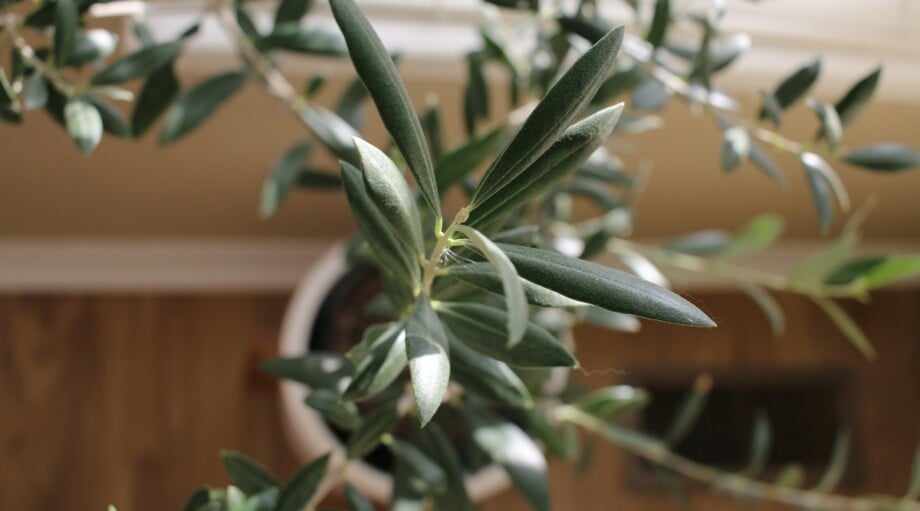 How to Grow, Plant, and Care For Indoor Olive Trees