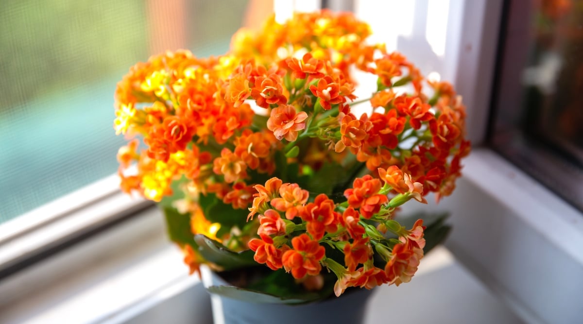 A close-up captures the delicate beauty of a small, orange kalanchoe plant nestled in a ceramic pot. Bathed in soft sunlight, the pot finds a charming home on a corner windowsill.
