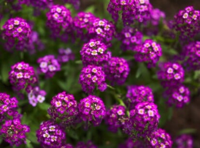 Close-up of a flowering Oriental Nights Sweet Alyssum (Lobularia maritima) plant in a sunny garden. Oriental nights alyssum forms a low, mounding habit, with small, lance-shaped leaves of dark green color. The plant produces clusters of fragrant, dark purple flowers.