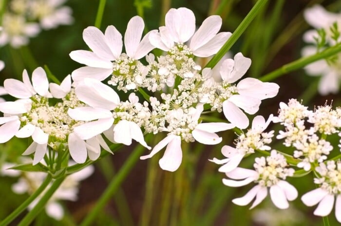 In a soft glow, delicate white Orlaya flowers blossom amidst lush green stems. The petals exude an ethereal charm, capturing the essence of purity and grace. The interplay of light highlights the intricate details of each bloom.