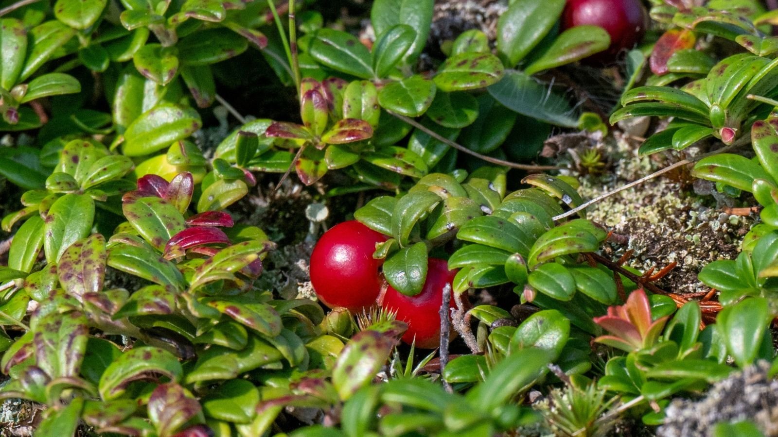 A close-up shot of red berries and green leaves of a low-lying plant, called Partridge Berry