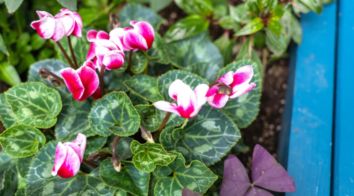 In a vivid display, cyclamen flowers showcase a striking contrast with their petals painted in radiant white and fuchsia pink hues, emanating a mesmerizing neon glow under the light. Delicate leaves, adorned with intricate veins, elegantly envelop the blossoms.
