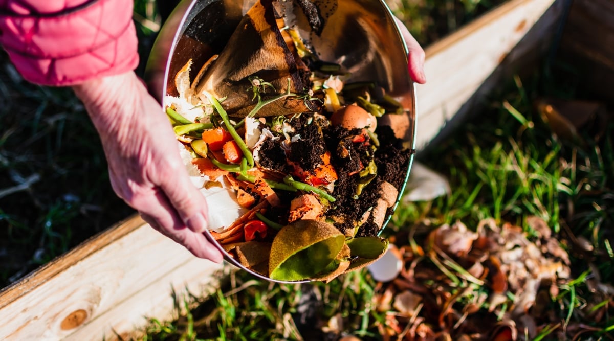 Close-up of two gardener's hands pouring kitchen waste from a metal bowl into a compost heap in the garden. The gardener is wearing a pink jacket. In the bowl there are waste such as peels from kiwi, orange, trimmings from carrots, tomatoes and a coffee filter with wet coffee grounds residue.
