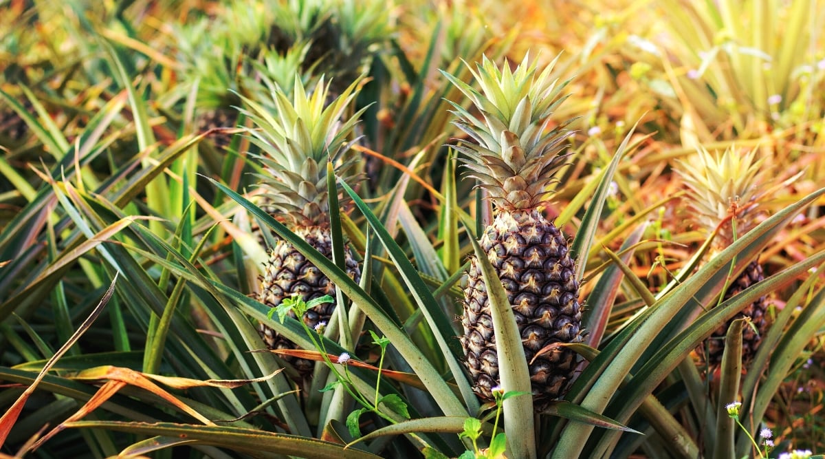 Close-up of pineapple plants in a sunny garden. This tropical plant consists of a rosette of long, narrow leaves with sharp edges that spiral out from a central stem, forming a crown-like structure. At the center of the rosette, a thick, fleshy stalk emerges, eventually producing a single large fruit known as a pineapple. This fruit features a rough, hexagonal patterned rind with a crown of spiky green leaves at the top.