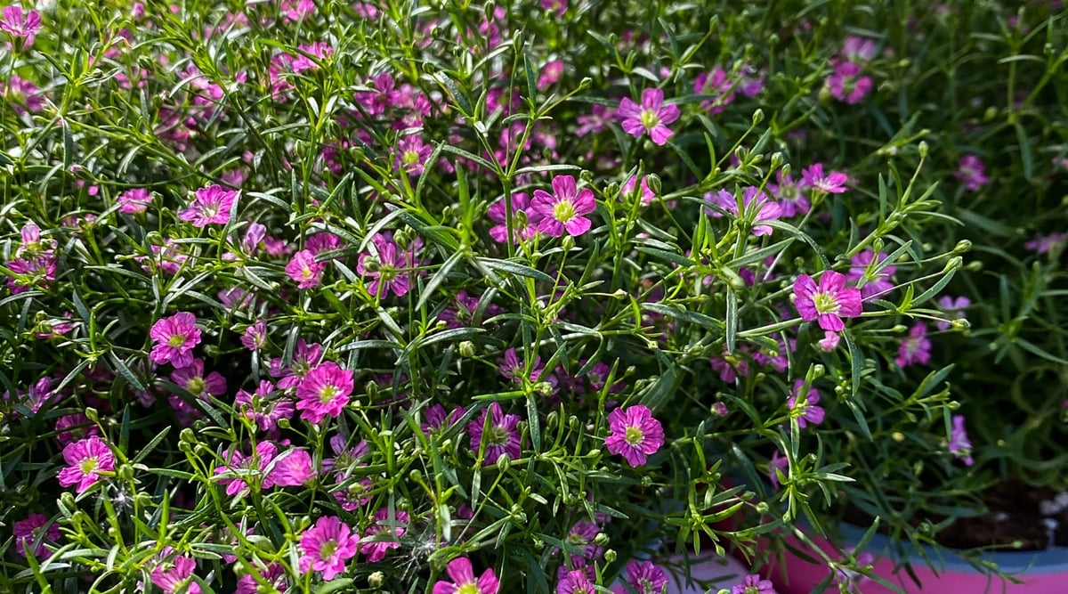 A plant adorned with delicate purple blossoms sits gracefully, its slender stems reaching towards the heavens. Bathed in the warm embrace of sunlight, the flowers exude a serene beauty.