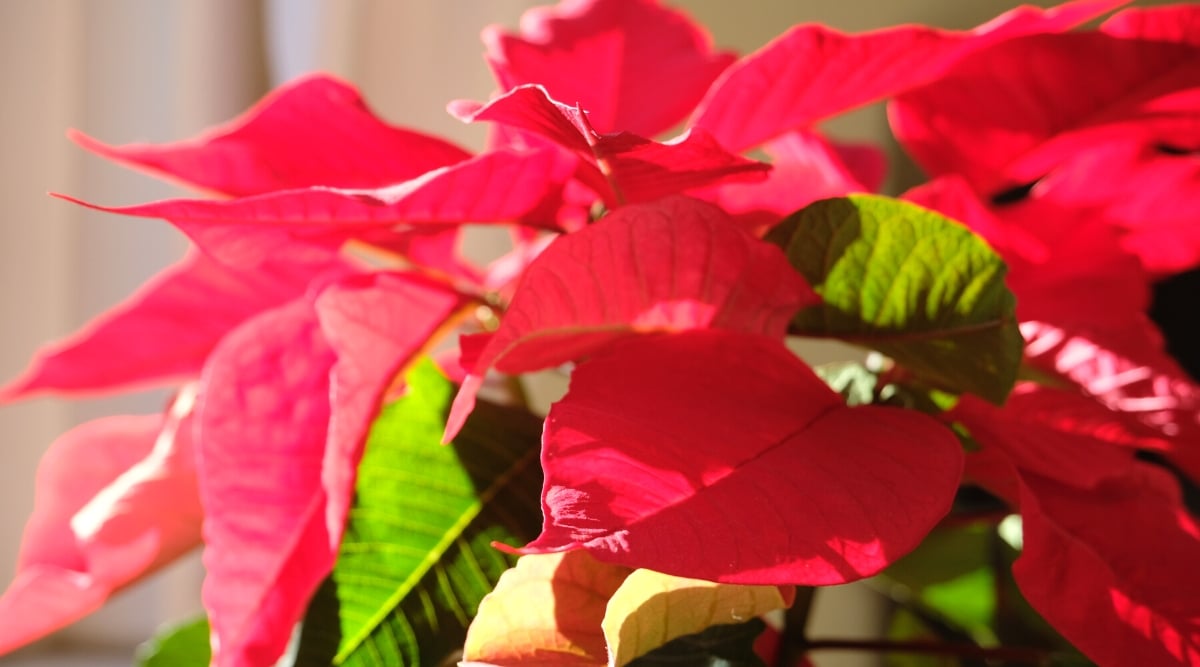 A close-up of pink and green poinsettia leaves illuminated by the sun, showcasing their intricate patterns. The sunlight gracefully envelops the leaves, creating subtle shadows that add depth and texture to the botanical beauty.