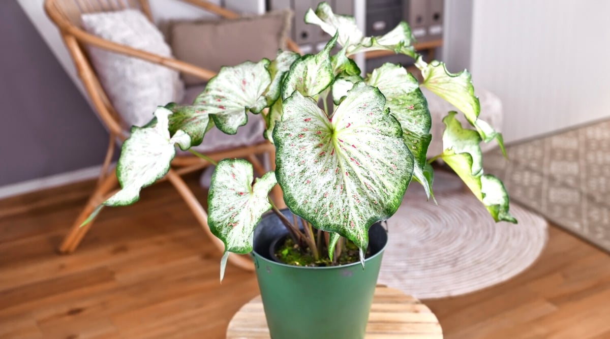 A caladium plant thrives within a lush green pot, gracefully positioned on a round coffee table. The blurred backdrop unveils an inviting armchair and soft carpets, creating a harmonious blend of natural beauty and cozy home aesthetics.