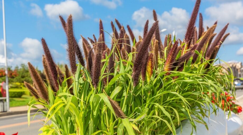 17 Ornamental Grasses You Can Grow From Seed