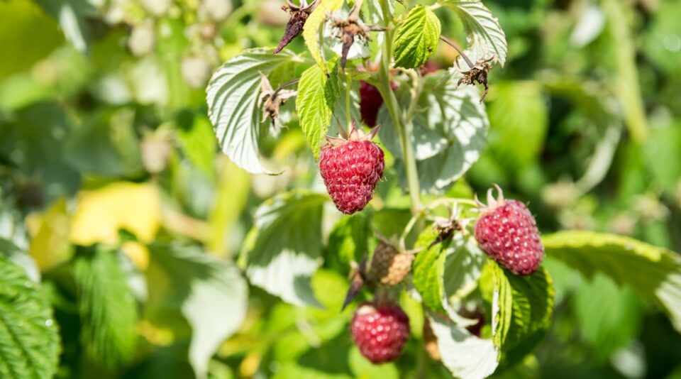 21 Best Raspberry Varieties For Home Gardens