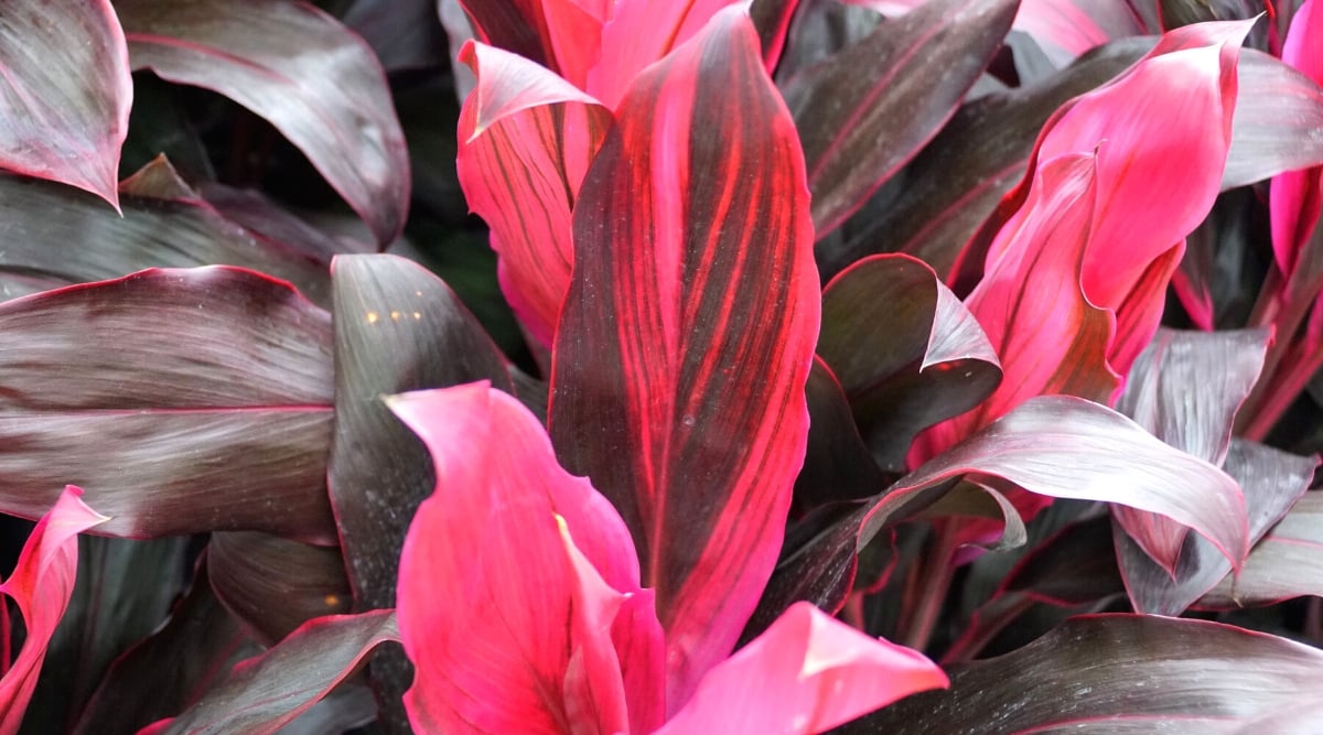 Ti plant leaves display a stunning blend of deep purple and pink hues, creating a captivating visual spectacle. The saturated colors evoke a sense of exotic beauty, making the plant a striking addition to any botanical collection or garden landscape.