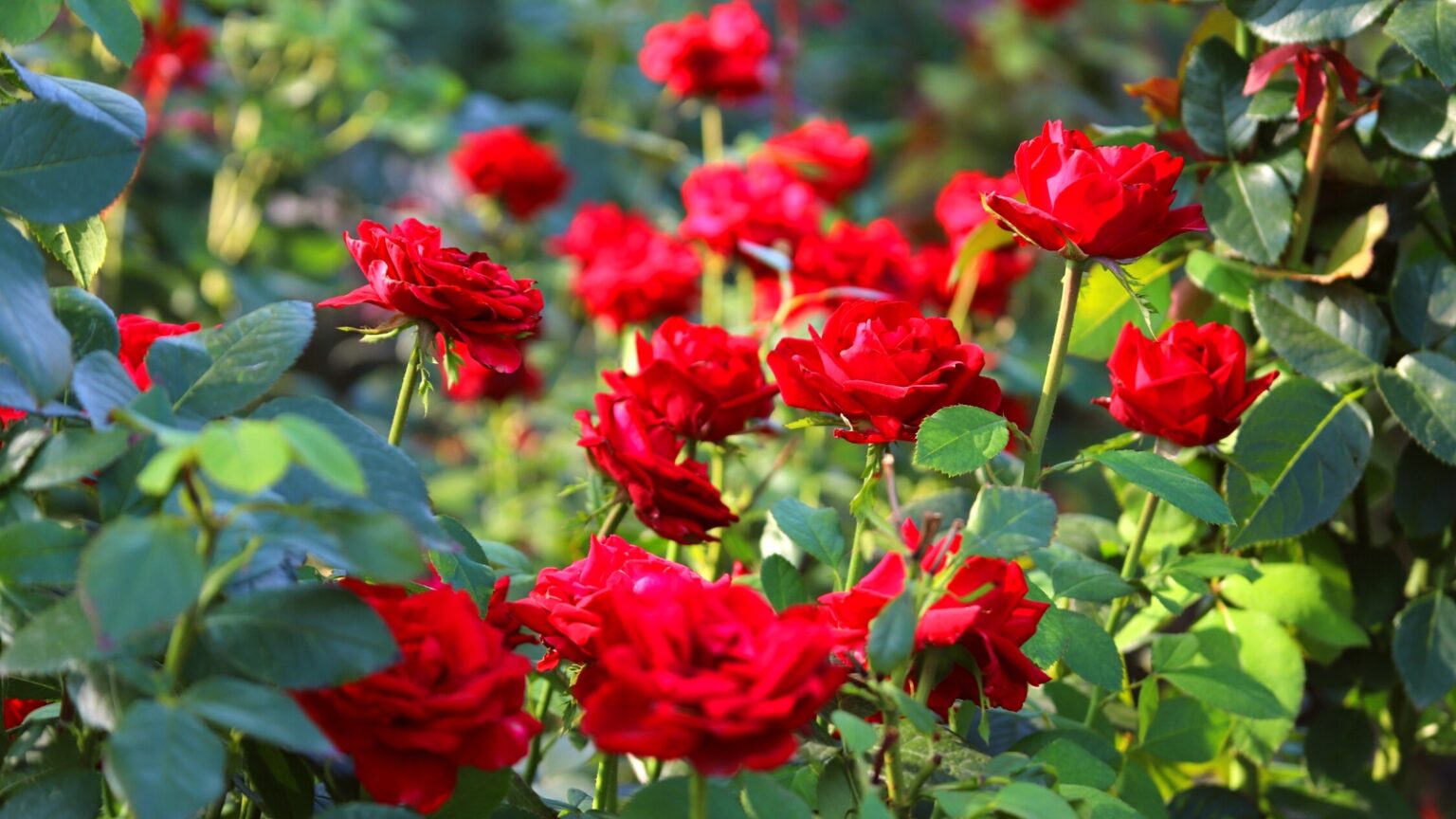 Leftmost Roses How to Plant, Grow, and Care for 'At Last®' Roses