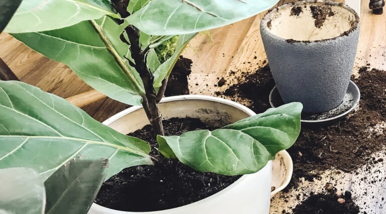 How To Repot Fiddle Leaf Fig In 4 Steps