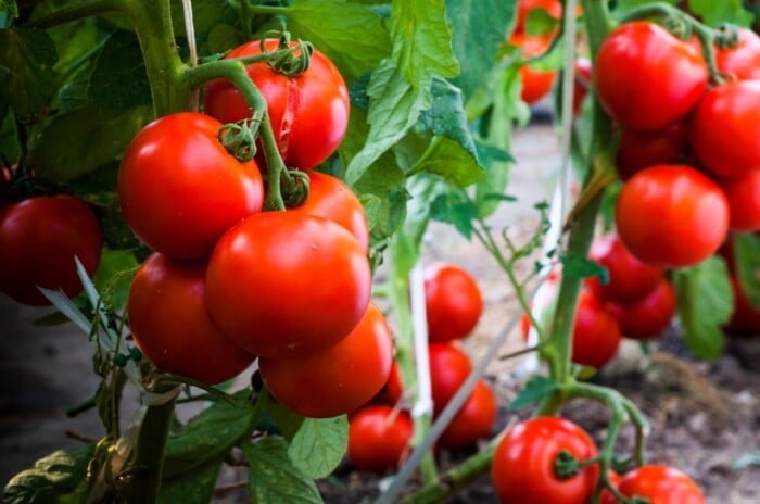 Lush green tomato vines with abundant leaves sprawl gracefully, creating a backdrop for clusters of ripe, red tomatoes. The glossy surface of each tomato reflects the sunlight, showcasing their plump and juicy texture.