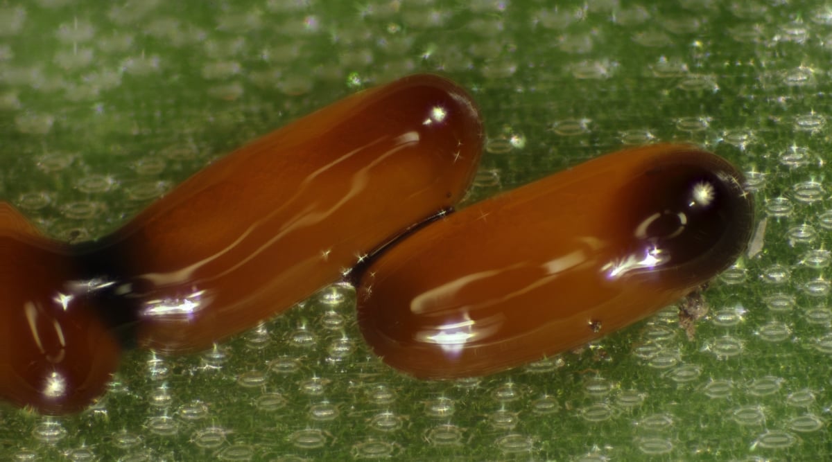 A trio of vibrant scarlet lily beetles, their sleek bodies adorned with distinctive black markings. These invasive insects infest the lush green surface of a leaf, showcasing the destructive impact on the once-healthy foliage.
