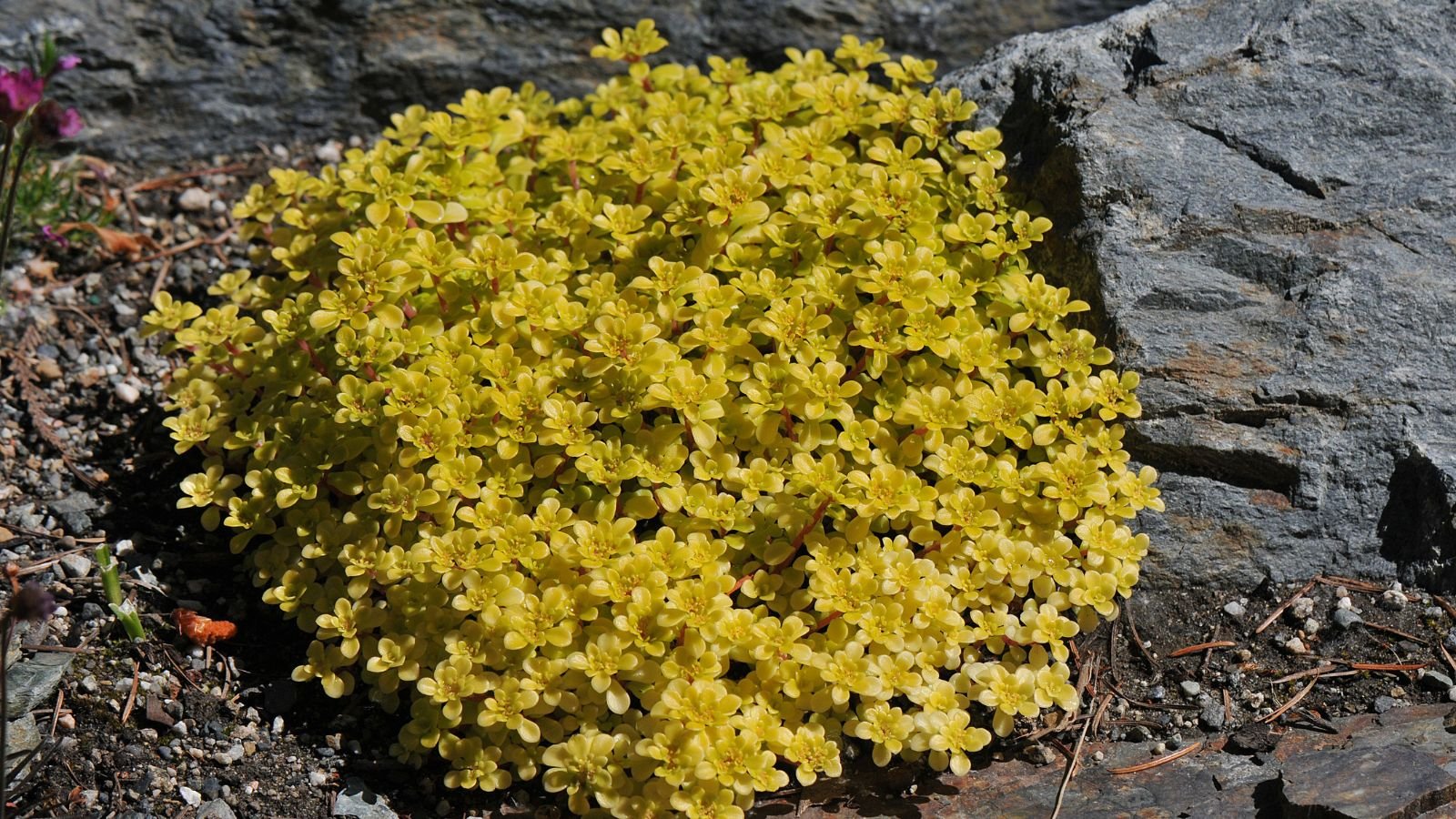 Close-up of Sedum makinoi 'Ogon' in a rock garden. Its small, succulent leaves are fleshy and spoon-shaped, showing a brilliant golden-yellow color. The foliage forms are dense, cascading mats, creating a visually appealing carpet.