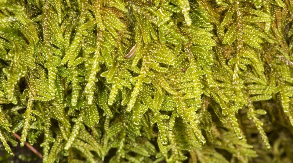 are-ground-cover-lawns-better-than-grass