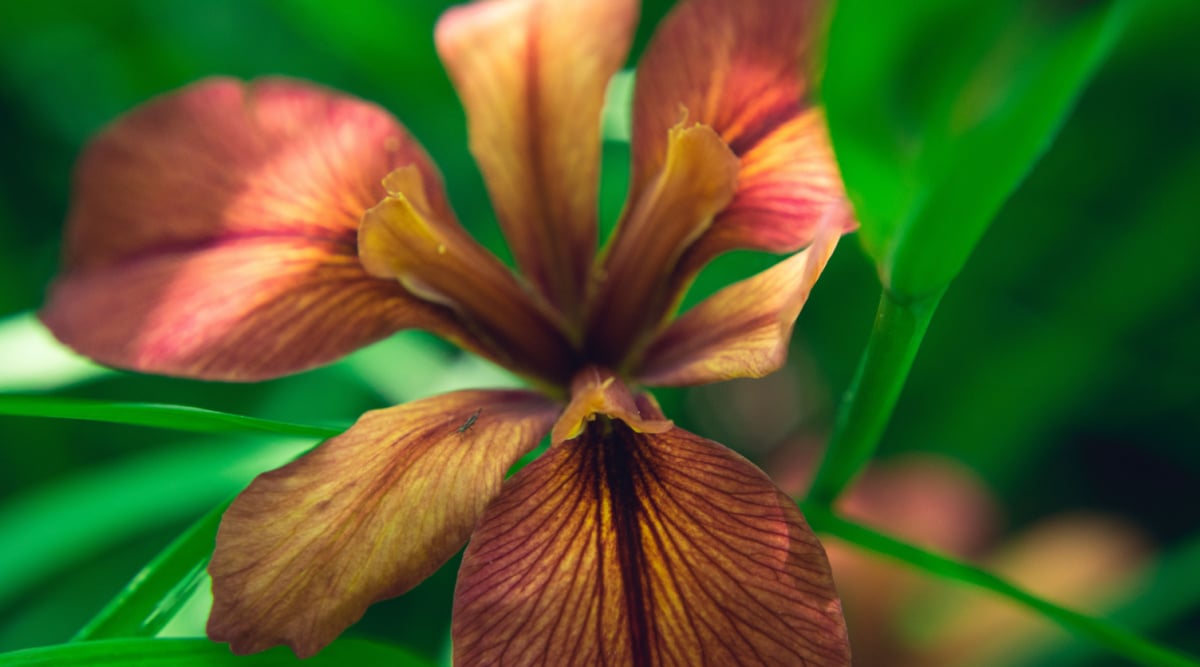 Close up of a Copper Iris bloom with beautiful rust and red petals and striking deep burgundy veining. 
