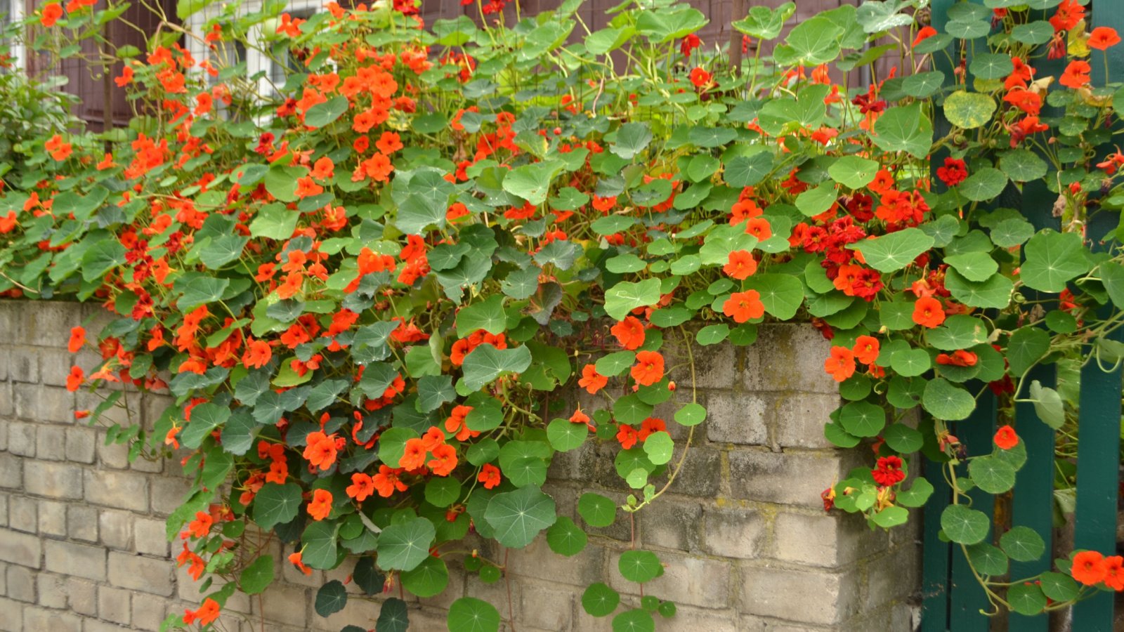 15 FastGrowing Annuals to Start From Seed