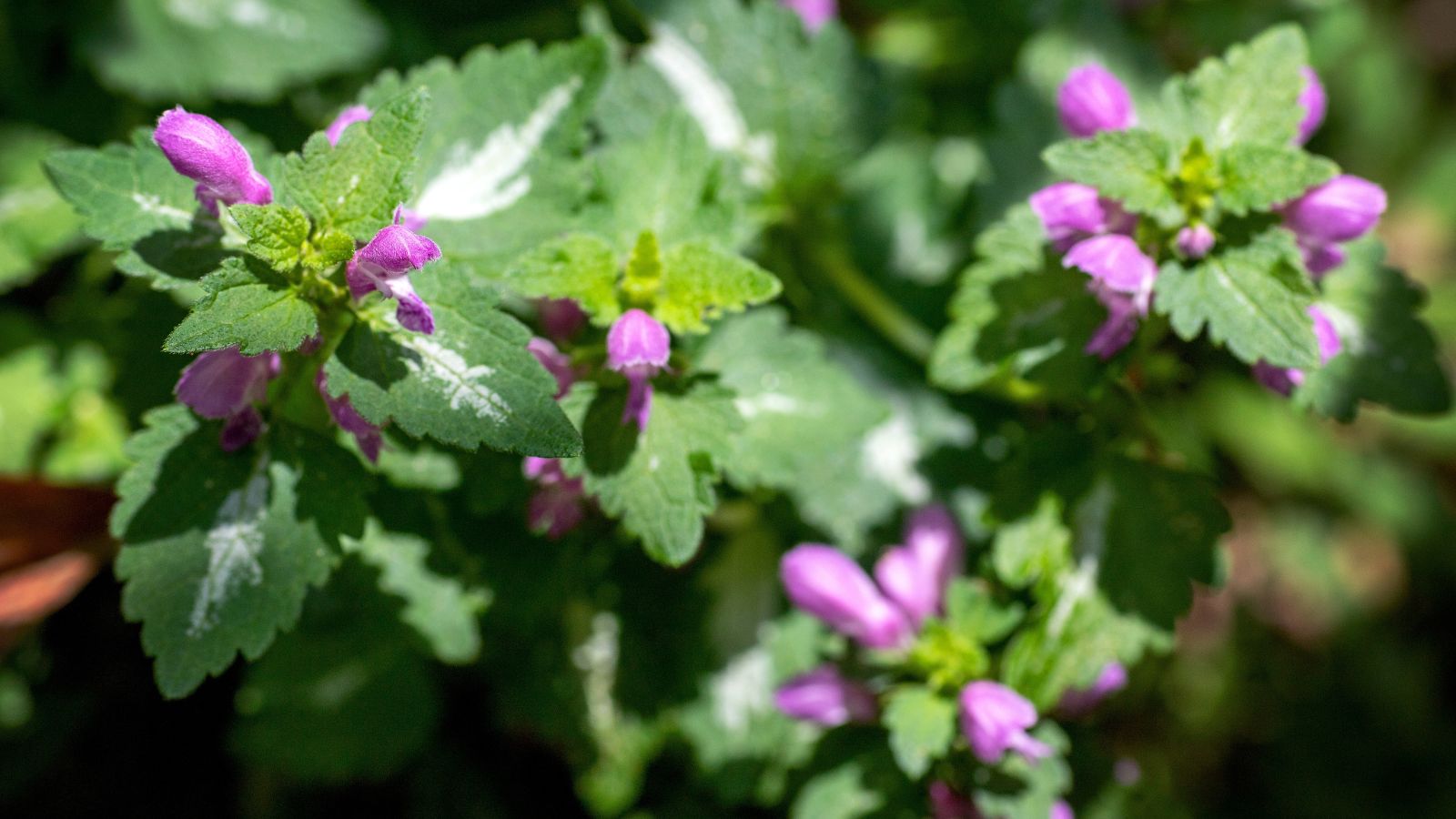 Close-up of Spotted Dead Nettle (Lamium maculatum) flowering plants in a garden. This low-growing perennial forms spreading mats of heart-shaped leaves with variegated patterns, featuring silver-white markings along the edges. Clusters of tubular flowers emerge in the shade of pink, rising above the foliage on short stems.