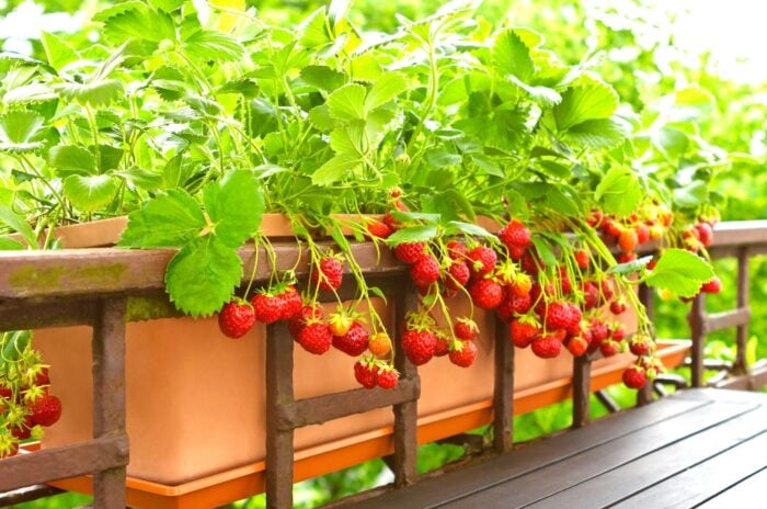 Lush strawberry plants bearing ripe fruits thrive in a brown rectangular pot. Suspended gracefully on wooden railings, the pot creates a charming contrast against a backdrop of softly blurred tree leaves.