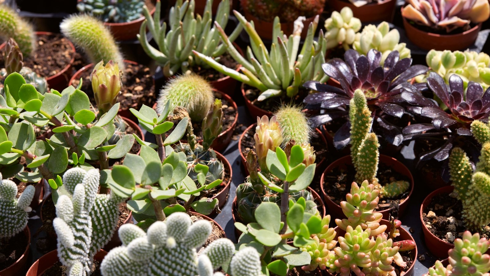 How Much Light do Succulents Need?