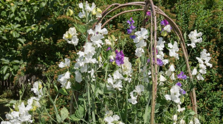 How to Plant, Grow, and Care for ‘Little Sweetheart’ Sweet Peas
