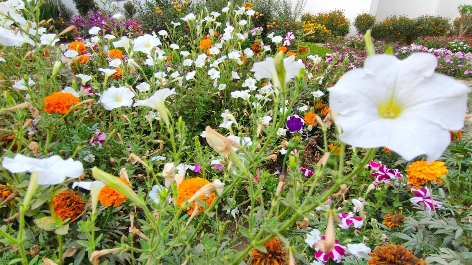 When to Start Seeds in Zone 9