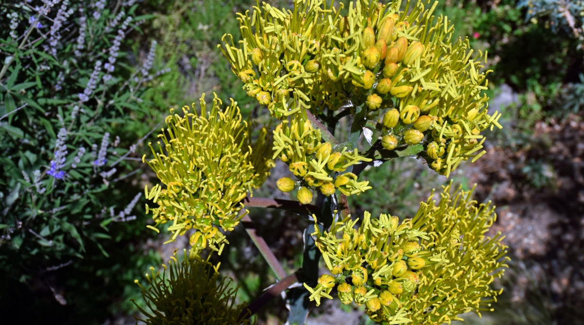 Do Agave Crops Bloom Home Garden Trends