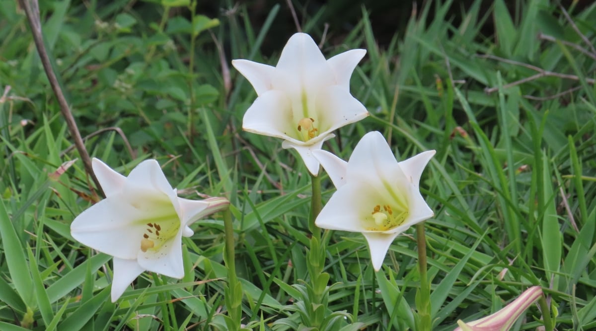 A cluster of the exquisite 'White Heaven' Easter Lily variety reveals its pure white, trumpet-shaped blossoms. The delicate flowers stand in contrast against vibrant green grasses, creating a serene and elegant garden scene.
