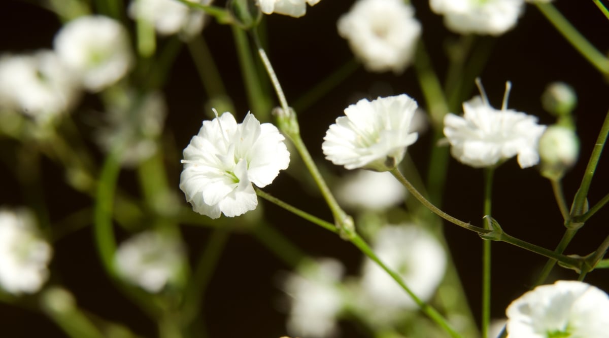 A close-up of delicate white flowers and their slender stems. Sunlight dances upon the pristine petals, casting a soft glow on their graceful form.