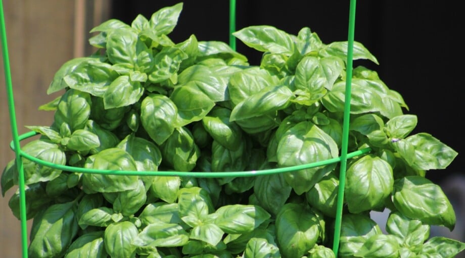 13 Plants That Repel Garden Pests