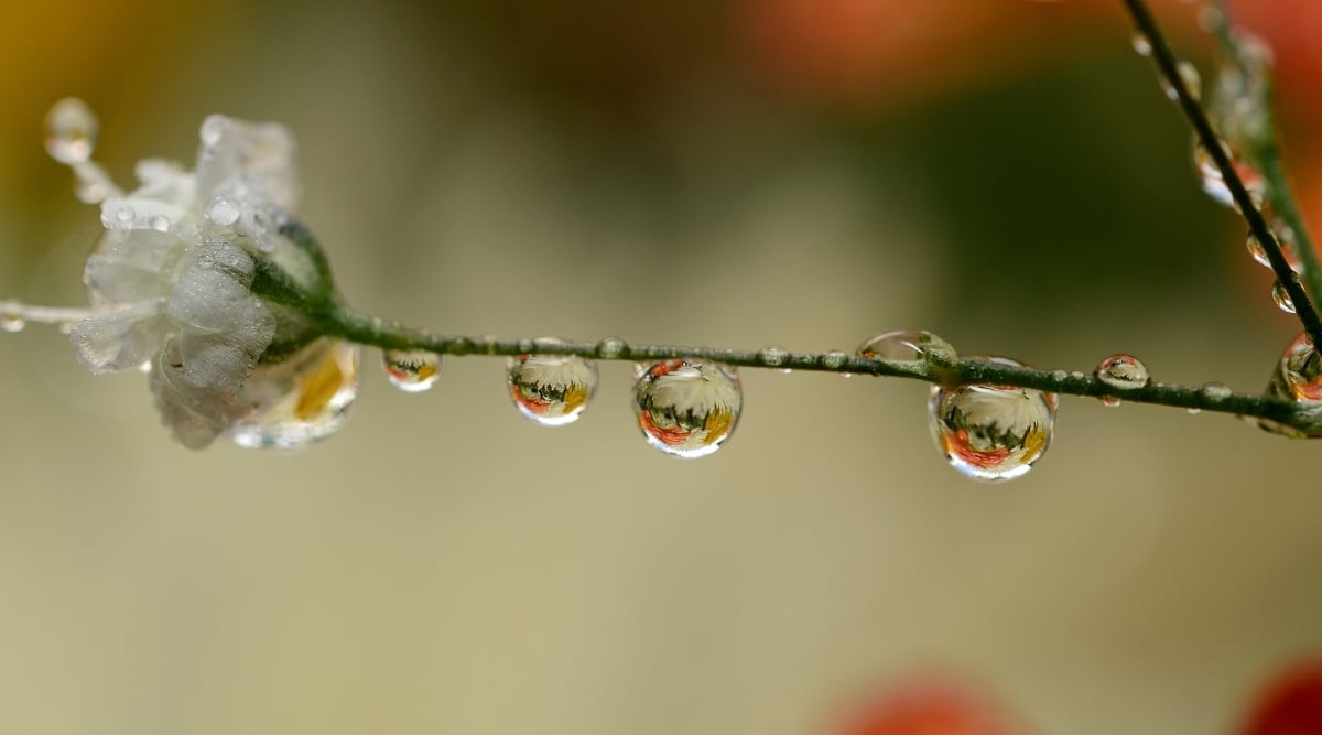 A close-up captures a delicate baby's breath branch adorned with a pristine white flower. Tiny water droplets glisten, delicately clinging to the slender branch and the soft, ethereal petals, enhancing the flower's natural allure and freshness.