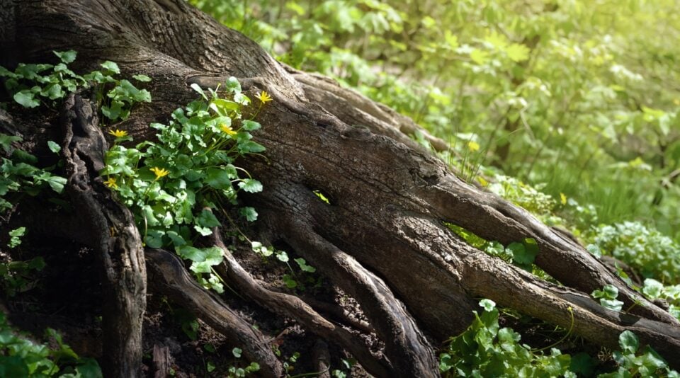 How Much Water do Trees Need?