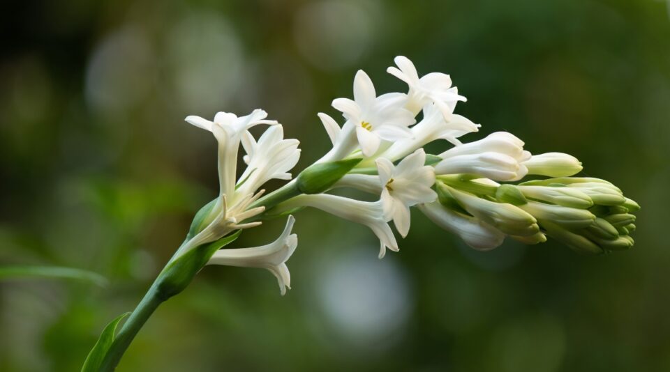 19 Most Fragrant Flowers For Your Cutting Garden