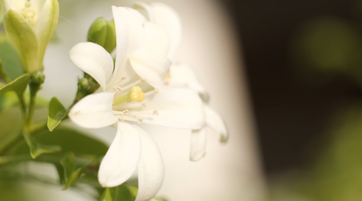 A close-up of the elegant Lily plant in full bloom, showcasing pristine white flowers with delicate petals. The lush green leaves complement the pure beauty of the blossoms, creating a harmonious and visually pleasing display of nature's grace.
