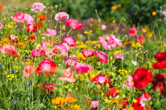 A wildflower meadow in full bloom covered in a variety of wildflowers, including poppies, daisies, cornflowers, and black-eyed Susans. The flowers are in full bloom, and their colors are vibrant and eye-catching. There are also a few green plants and grasses scattered throughout the field.