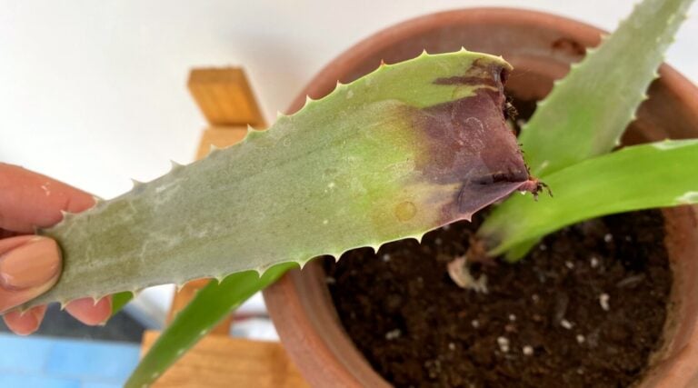 6 Reasons Your Aloe is Turning Black and Dying