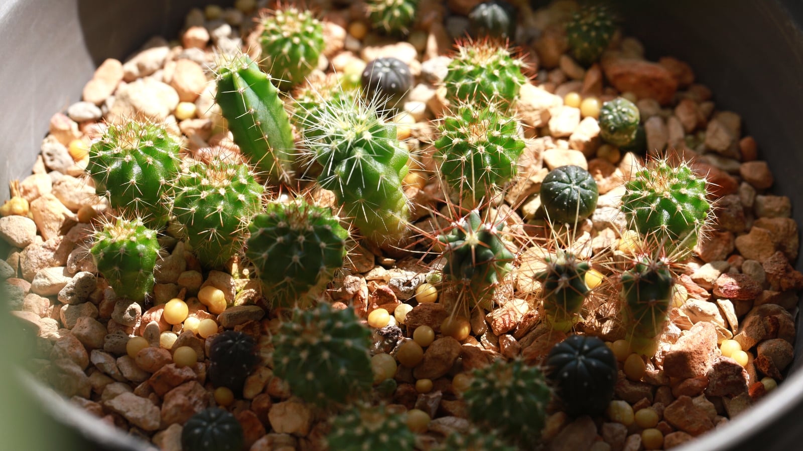 Can you Grow a Cactus from Seed?