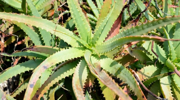 6 Reasons Your Aloe is Turning Black and Dying