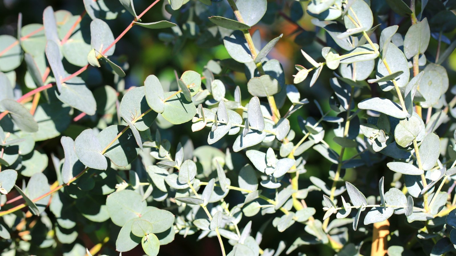 How to Plant, Grow, and Care for Eucalyptus