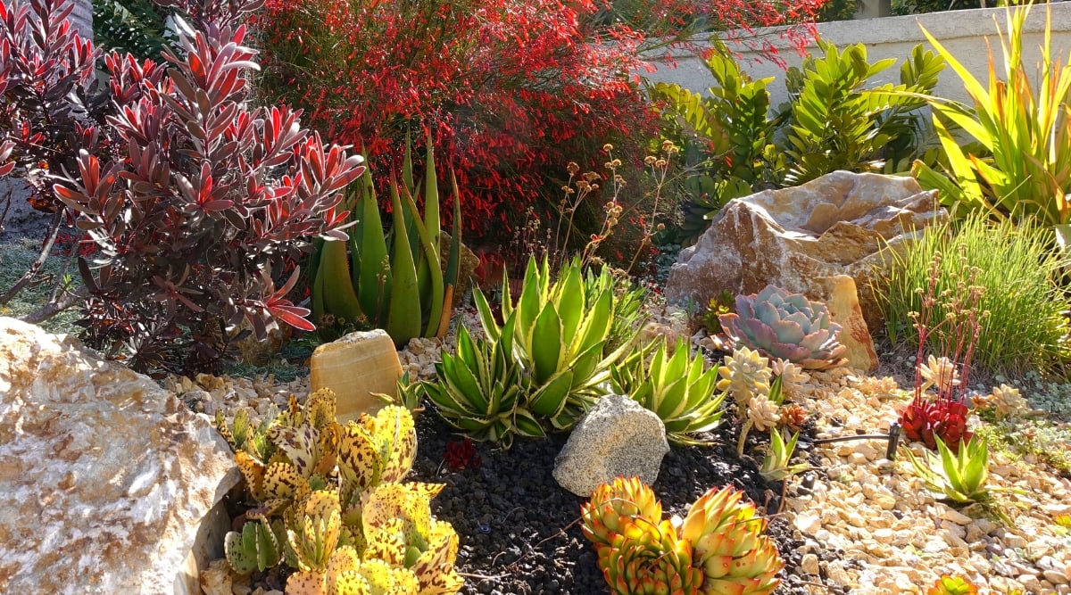 Closeup of a gorgeous xeriscape in a Florida sunny garden. The following plants grow in the garden: Leucadendron, Aloe wickensii, Agave salmiana var. ferox 'Variegata', Russelia equisetiformis, Zamia Furfuracea, Echeveria 'Lady Aquarius', Echeveria agavoides 'Prolifera', Kalanchoe Marmorata.