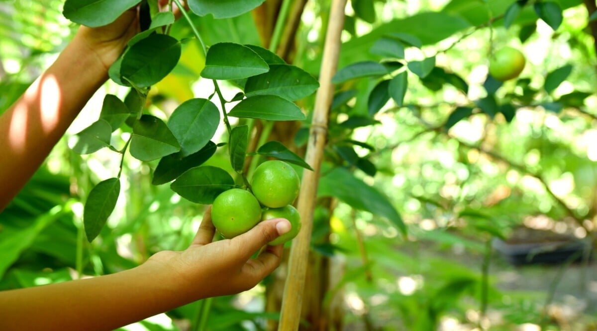 What Growing Zones Are in Florida?