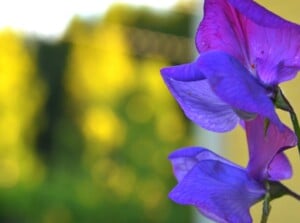Close-up of blooming "My Navy" sweet peas in a garden against a blurred green and yellow background. The My Navy sweet peas exhibit a captivating appearance with their deep, velvety navy blue petals, exuding a sense of richness and sophistication. The flowers are butterfly-shaped, with slightly corrugated petals.