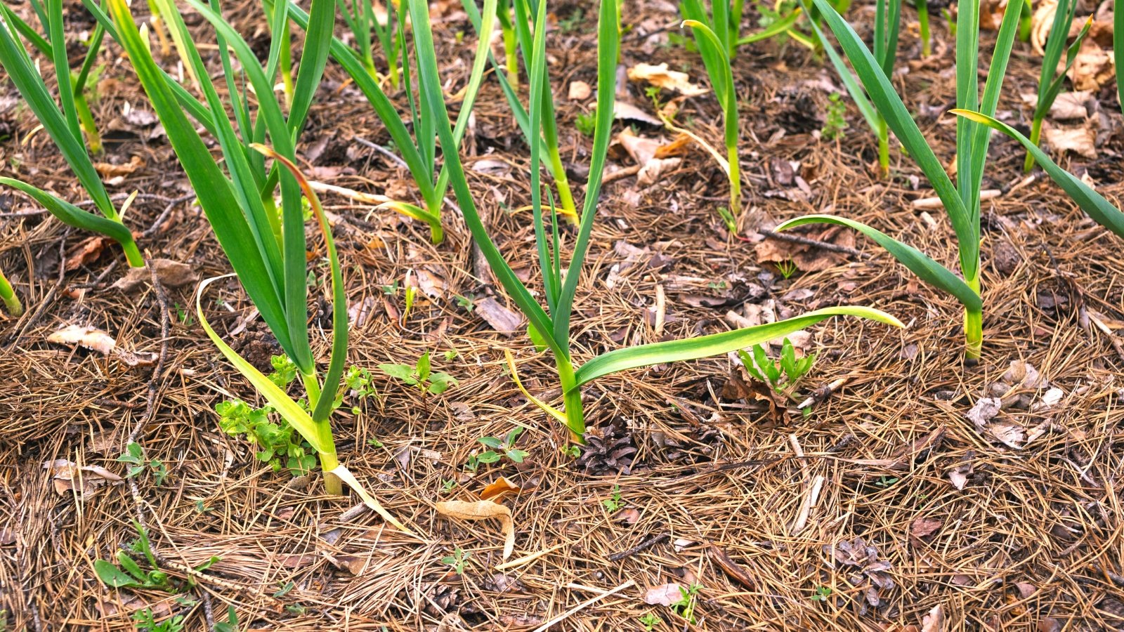 Do Pine Needles Make Good Mulch?