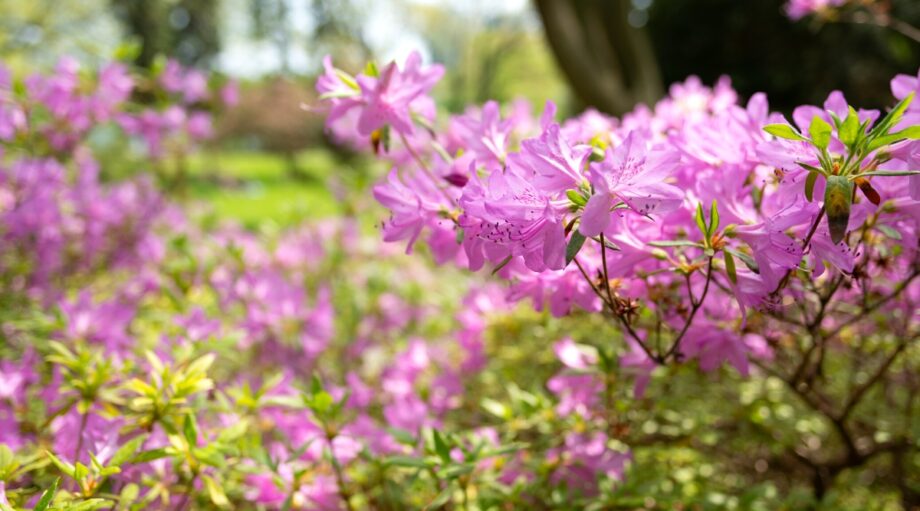 What Growing Zones Are in Florida?