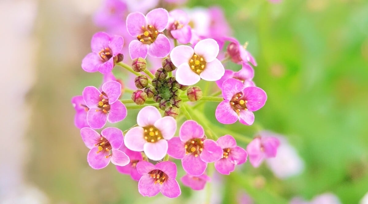 Close-up of a blooming rosie o' day alyssum on a blurred green background. This variety forms low mounds of lush foliage adorned with clusters of tiny, four-petaled flowers. The blossoms feature a soft pink hue, creating a lovely contrast against the plant's dark green leaves.