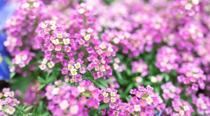 Close-up of a flowering 'Rosie O'Day' Sweet Alyssum plant in a garden with a blurred background. The plant features dense clusters of tiny, fragrant flowers that bloom in delicate shades of pink. Its narrow, lance-shaped leaves form a lush backdrop to the profusion of blossoms.